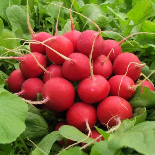 Редис Чемпіон