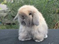 Фото Кашеміровий баран