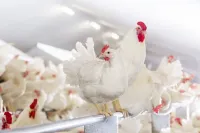 Фото ІСА Вайт (ISA White)