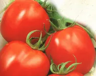 Фото Альтруїст