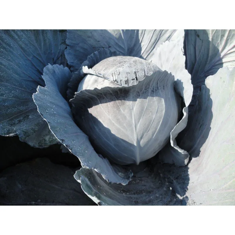 Родон F1 / Rodon F1