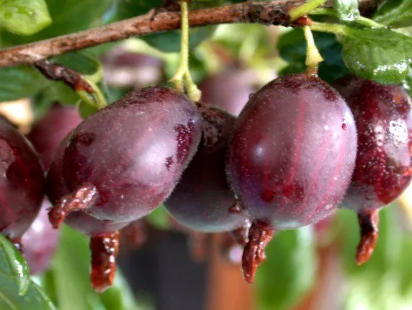 Неслуховський