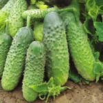 Фото Вальсет F1