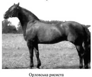 Орловська рисиста