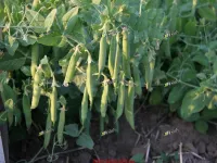 Фото Давид (David)