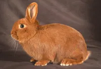 Фото Тріанта