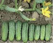 Фото Старекс F1