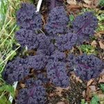 Фото Скарлет