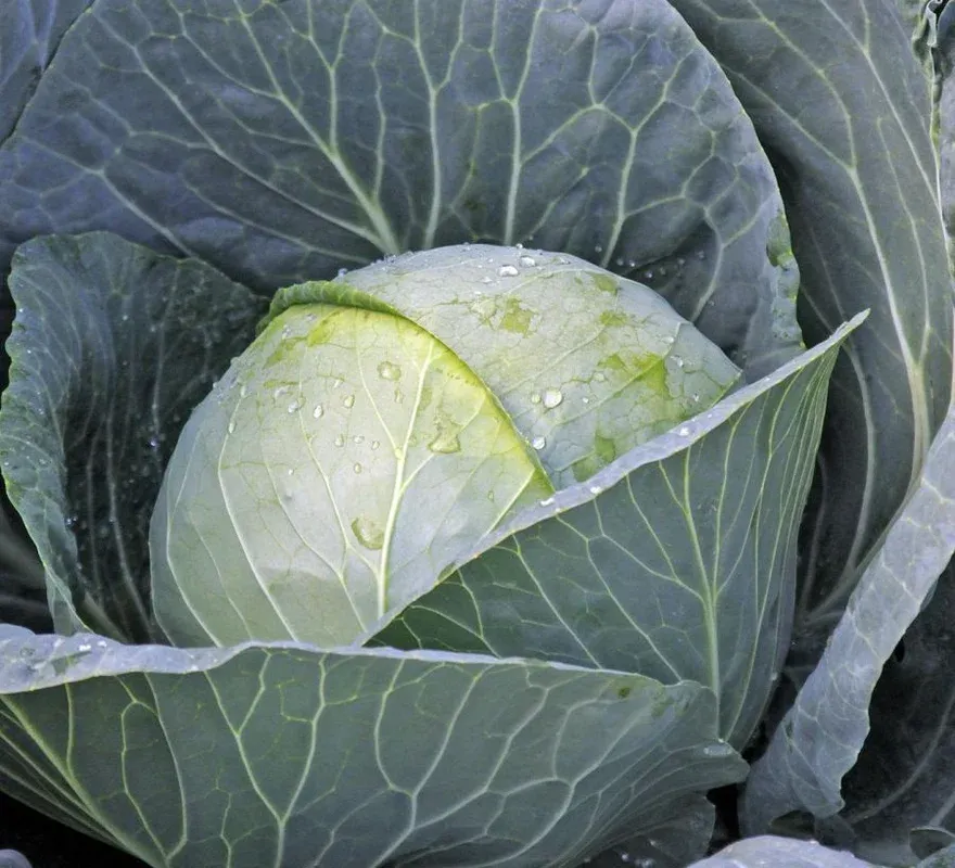 Газебо F1 / Gazebo F1