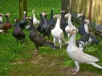 Фото Англійський кар'єр