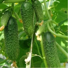 Сорти огірків Мурашка F1