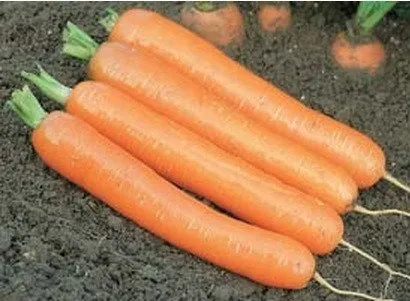 Дордонь F1 / Dordogne F1