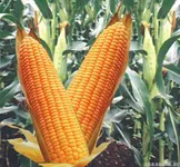 Фото Фелді КС