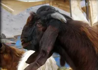 Фото Дамаська