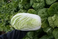 Фото Конкорд F1 / Concord F1