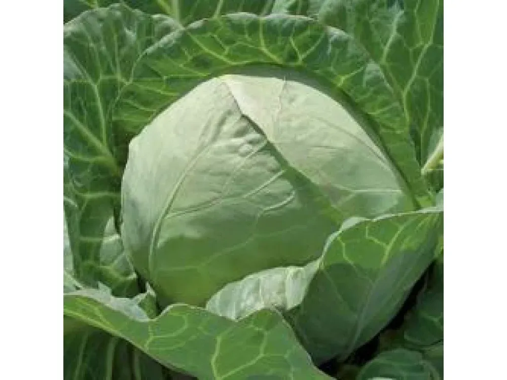 Чесма РЦ F1 / Chessma RZ F1