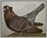 Фото Загребський турман