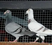 Фото Остравський багдет