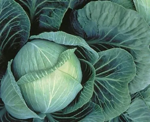 Галаксі F1 / Galaxy F1