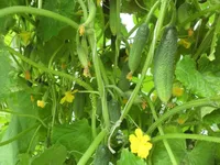 Фото Гармоніст F1