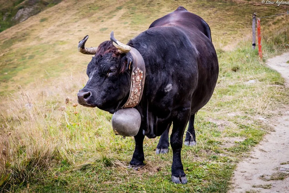 Ерингерська