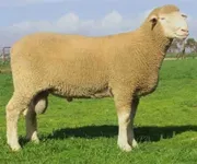 Фото Колумбійська (Columbia)