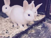 Фото Хальстландер (Hulstlander)