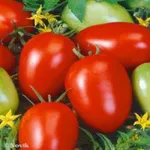 Фото Балатон