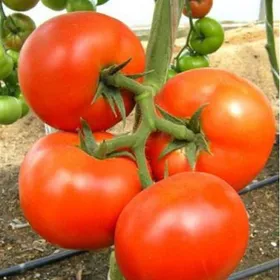 Сорти помідорів Адміро F1 / Аdmiro F1