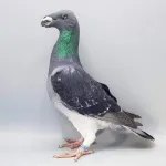 Фото Виставковий Гомер