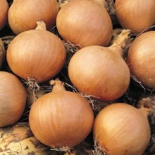 Солюшн F1 / Solution F1