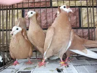 Фото Алабадем