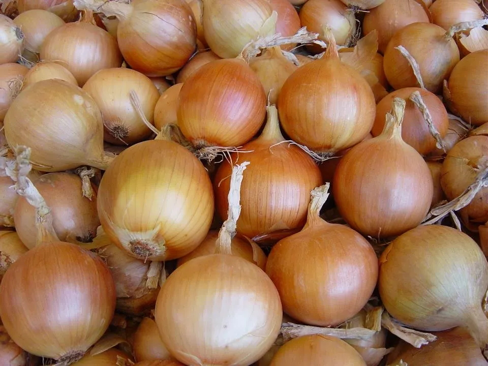 Тареско F1 / Taresko F1