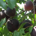 Фото Кубанський Чорний