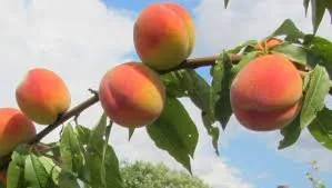 Княжа краса