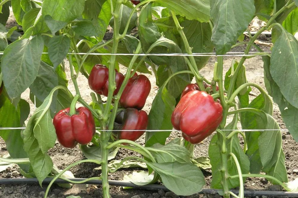 Арістотель X3R F1 / Aristotle X3R F1