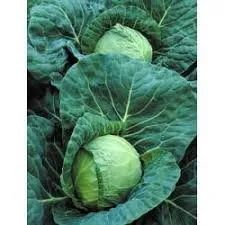 Іксіон F1 / Ixxion F1