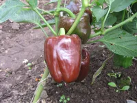 Фото Мулат F1