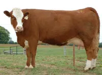 Фото Симентальська