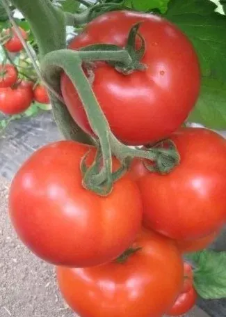 Альянс F1 / Aliance F1