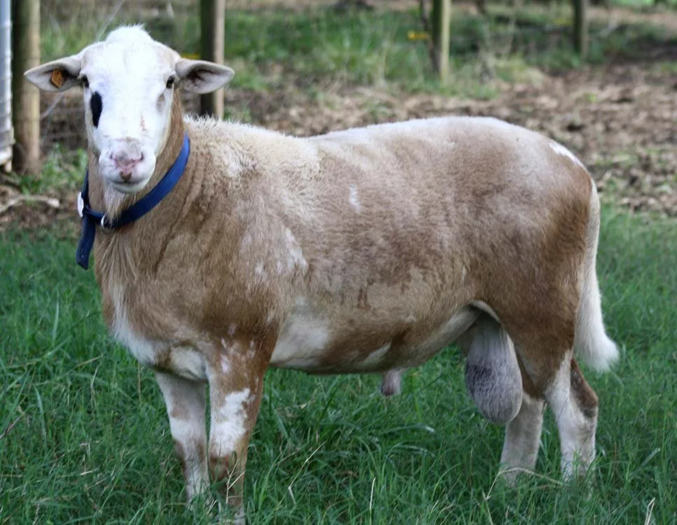 Катахдинська (Katahdin)