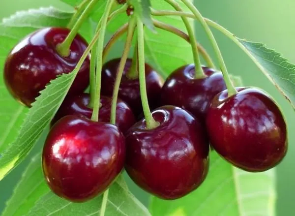 Мелітопольська Мирна