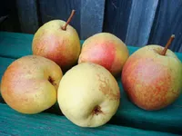 Фото Рогнеда