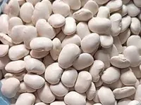 Фото Купуємо квасолю на переробку, консервування. Самовивіз по Україні