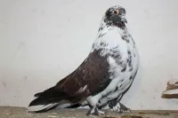 Фото Мелітопольський