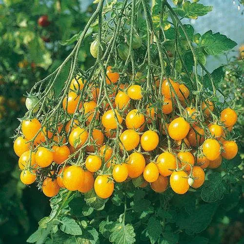 Мініголд / Minigold