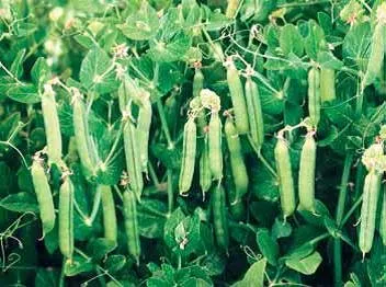 Дакота / Dacota