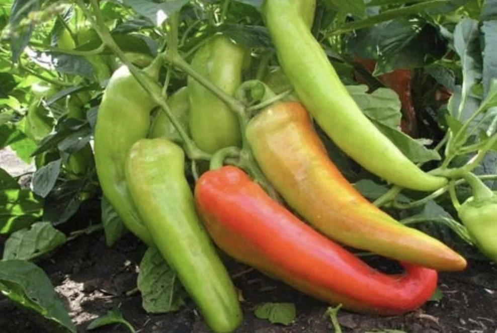 Арлекін F1 / Arlequin F1