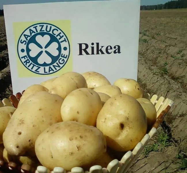 Рікеа / Rike