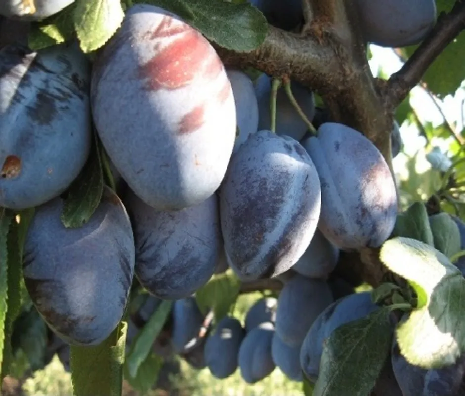 Венгерка Італьянська